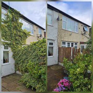 Before and after ivy removal from a house wall and boundary fence in Wallasey, Wirral