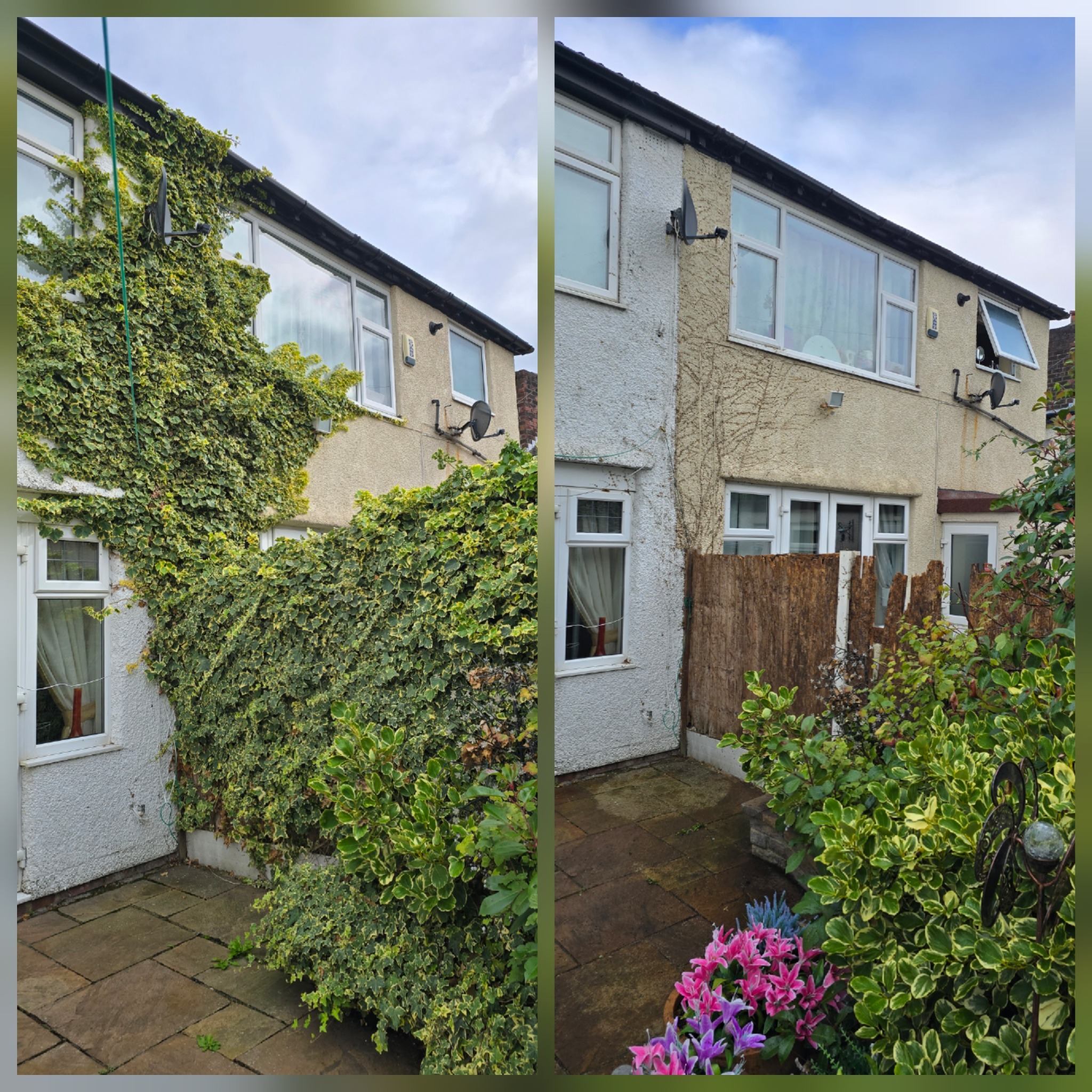 Before and after ivy removal from a house wall and boundary fence in Wallasey, Wirral