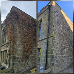Before and after dead ivy removal from a stone side wall in Ilkley LS29