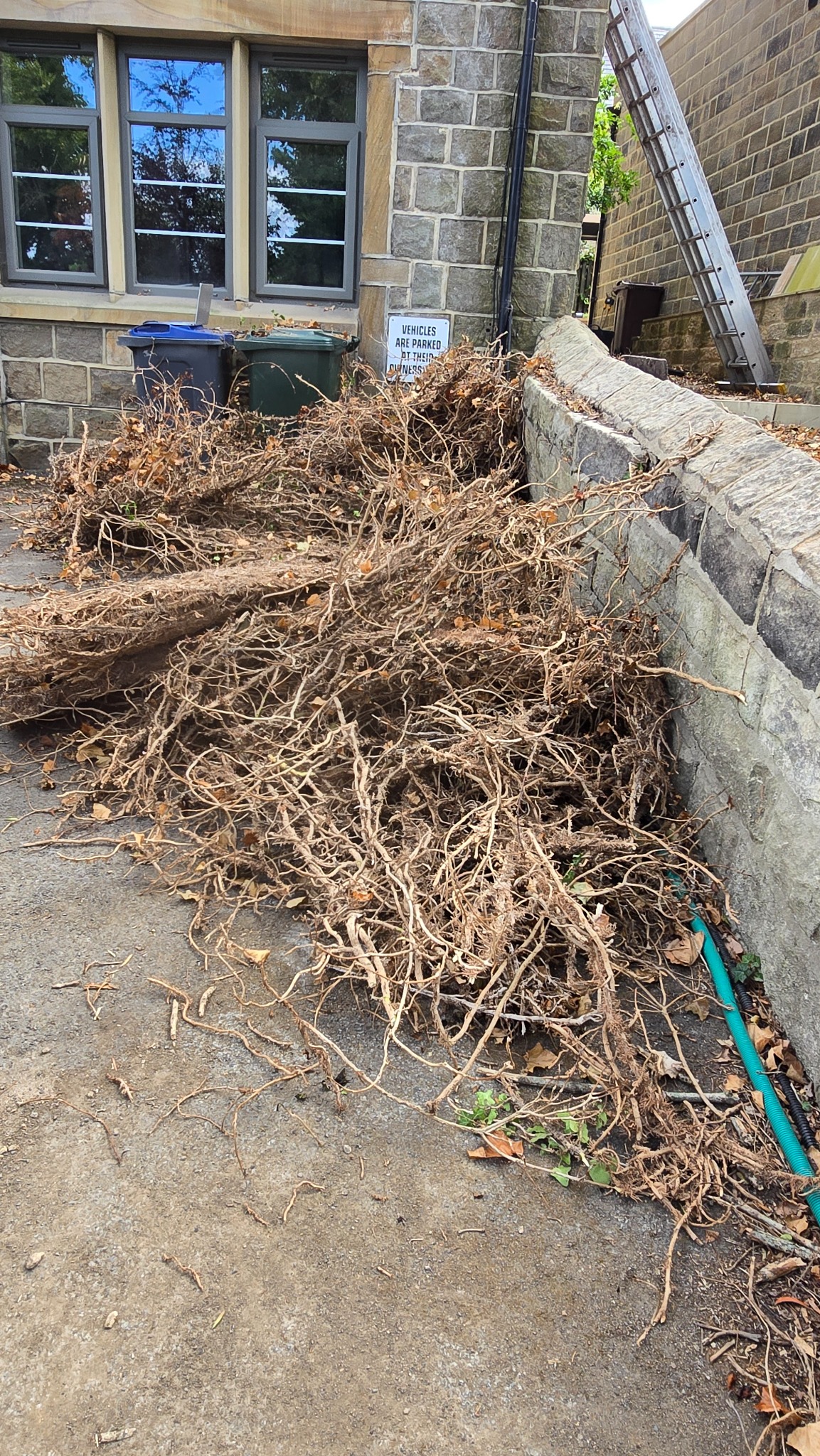 Large pile of dead ivy removed from a stone property in Ilkley