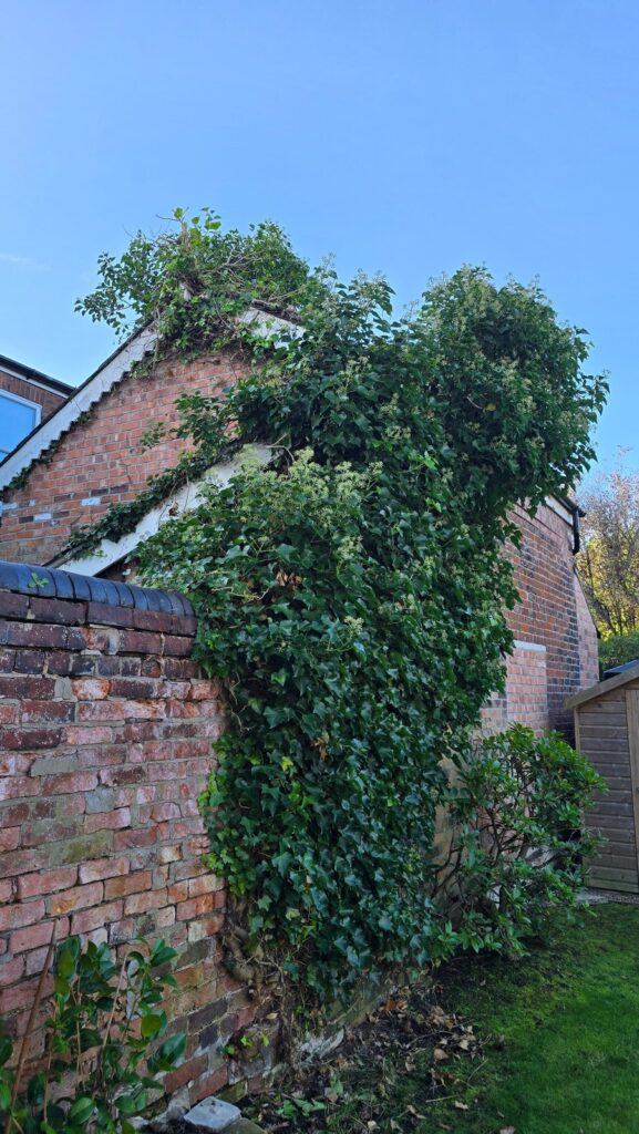 Mature ivy extending up a brick gable wall towards roof coverings