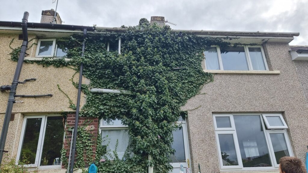 Ivy spreading around the upper wall and roofline of adjoining houses