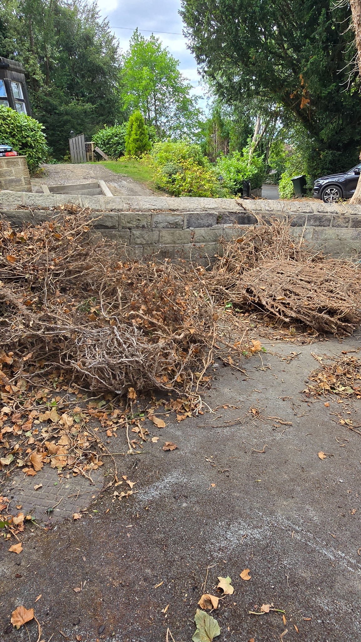 Removed ivy and woody stems following an ivy removal project in Ilkley LS29