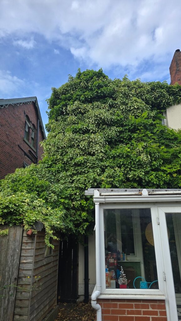 Dense climbing vegetation growing behind a conservatory