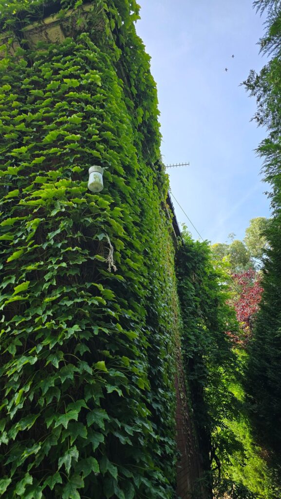 Established ivy growing up a tall residential wall