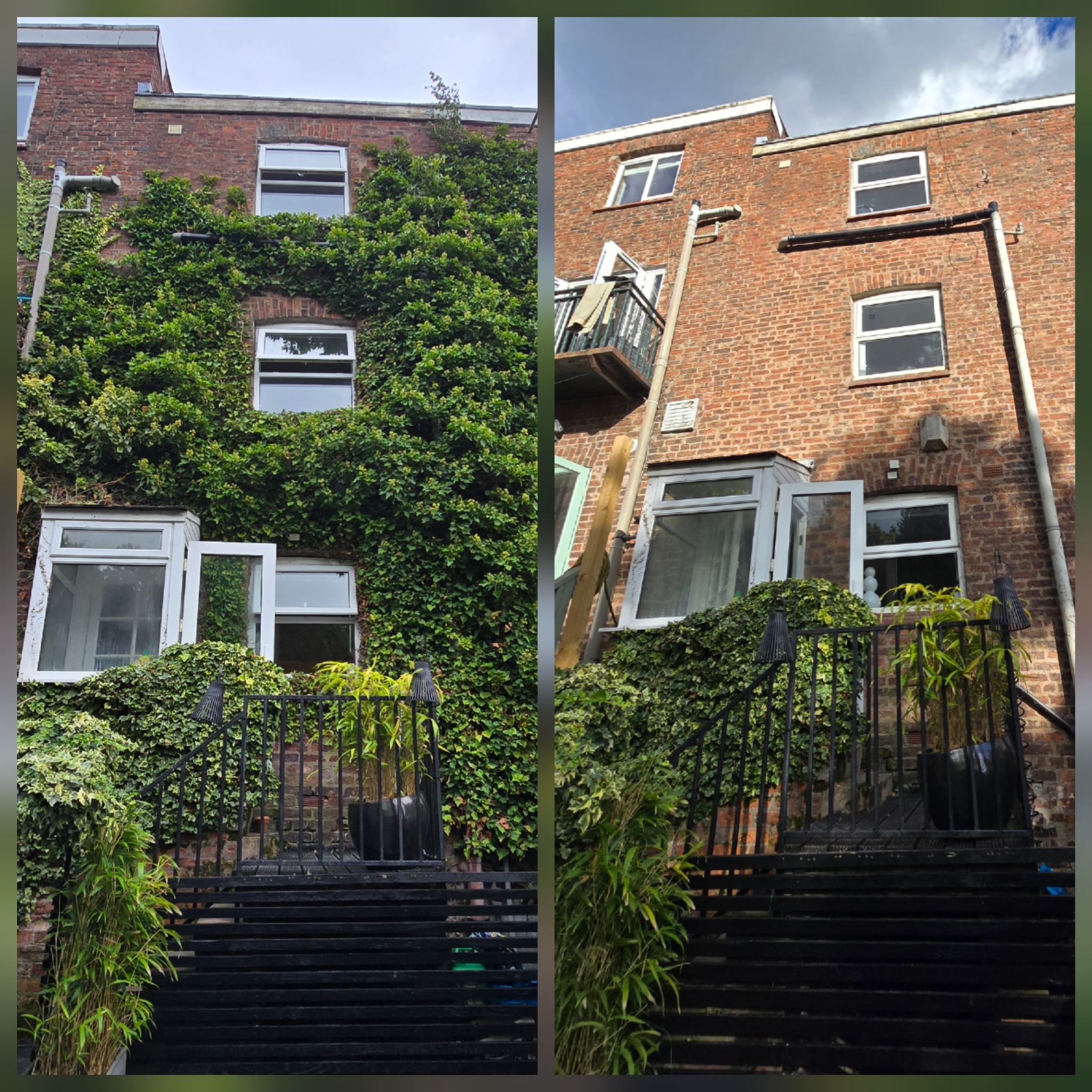 Before and after professional ivy removal from a brick residential property