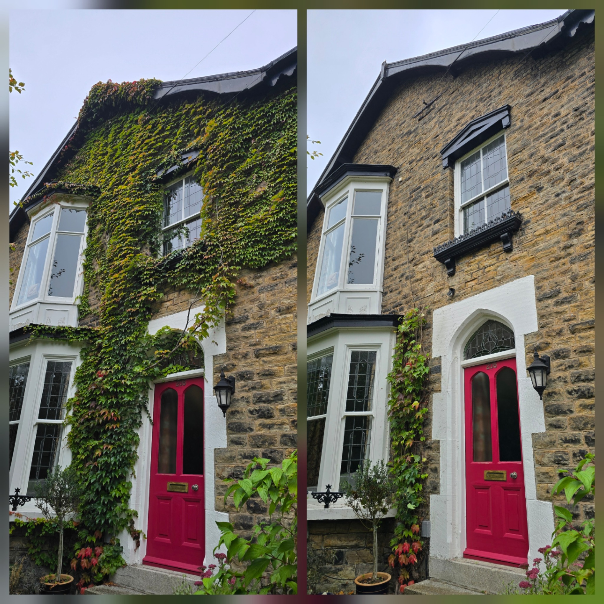 Before and after professional ivy removal from a stone house exterior