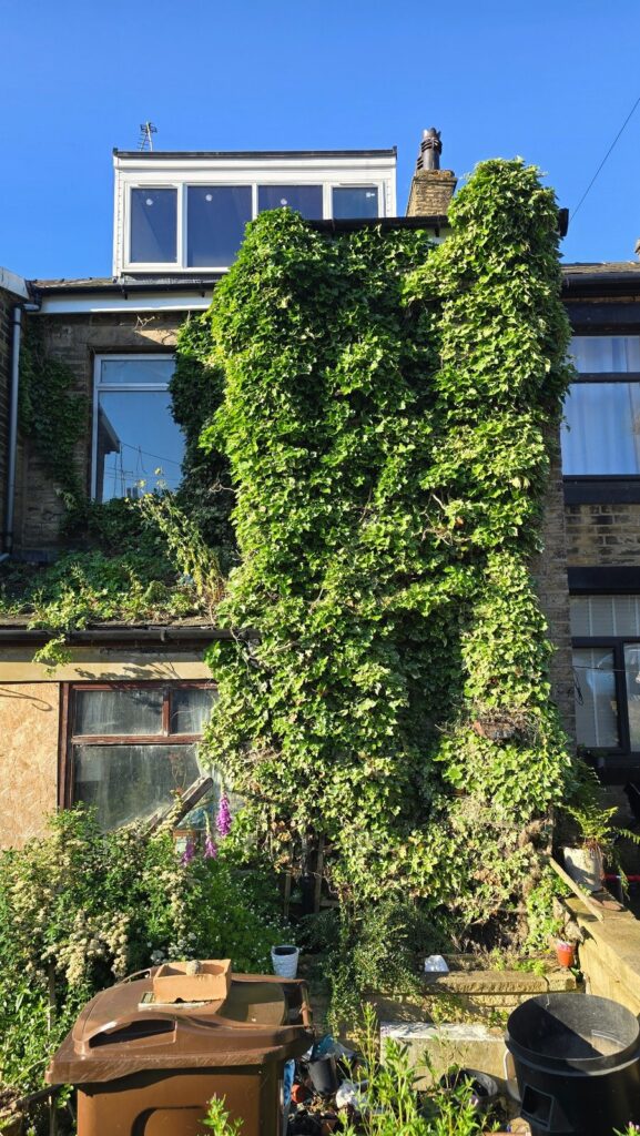 Dense established ivy climbing around windows and covering a large area of house wall